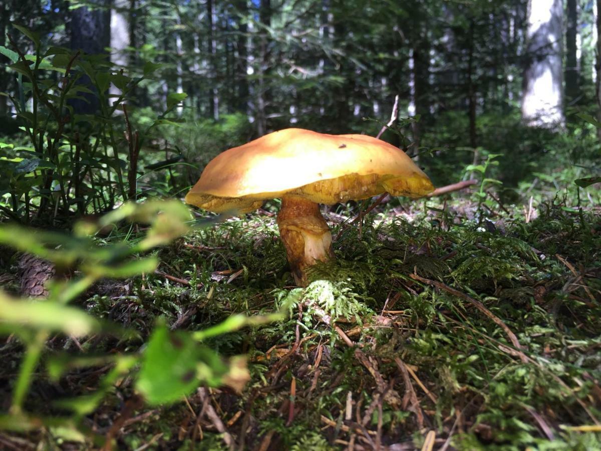 Gluehwuermchenhuette Villa Ratten Bagian luar foto